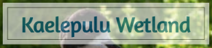 Kaelepulu Wetland